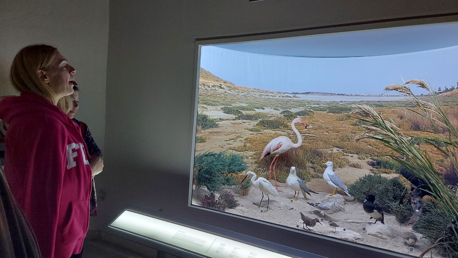 Οι εκπαιδευόμενοι στο Μουσείο του Κέντρου, απέναντι από οθόνη στην οποία φαίνονται πουλιά σε μια αμμώδη περιοχή. Ένα φλαμίνγκο με ροζ μύτη και πόδια, ένας ερωδιός δυο γλάροι και μικρότερα πουλιά ανάμεσα σε χαμηλούς θάμνους. Στο βάθος μια λίμνη.